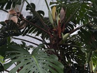 Botanical Gardens, Swiss Cheese Plant